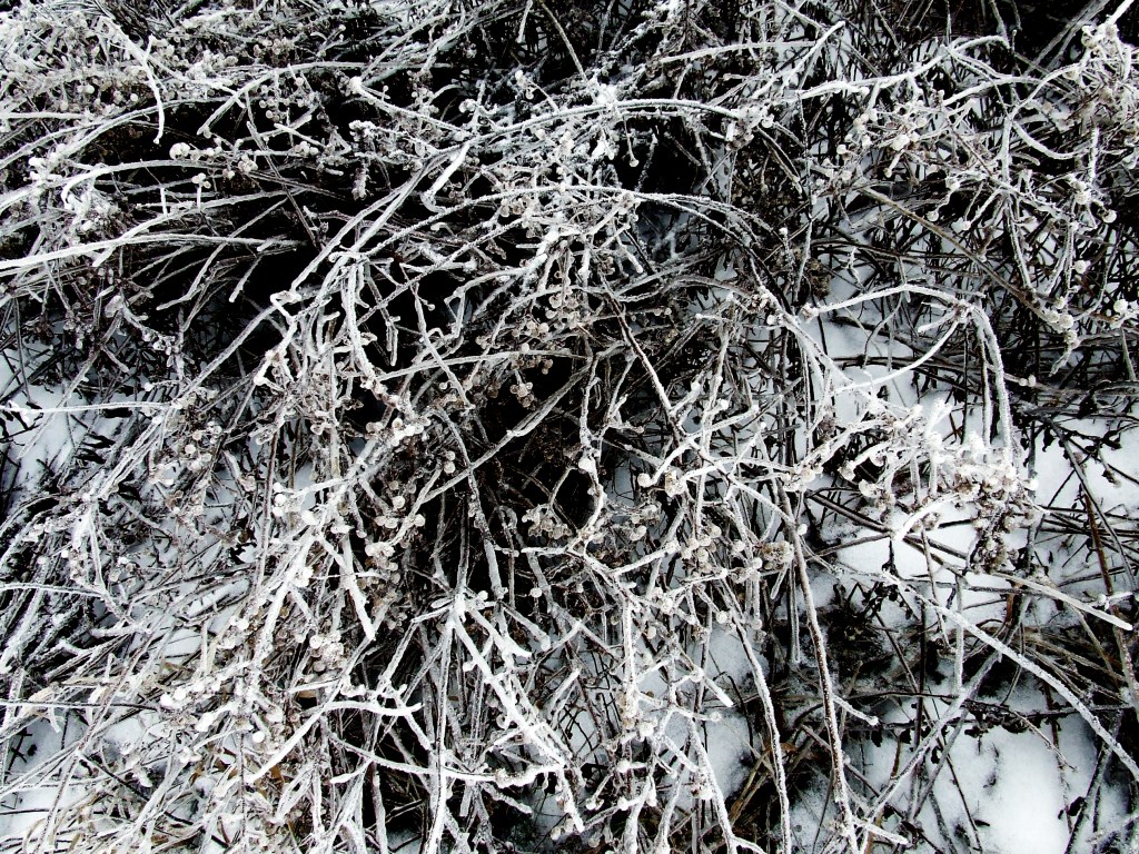 meadow after the ice storm