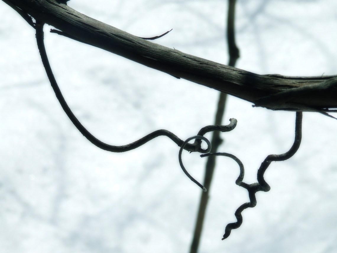 tendrils