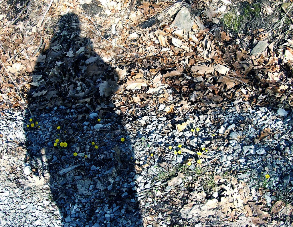 coltsfoot flowers