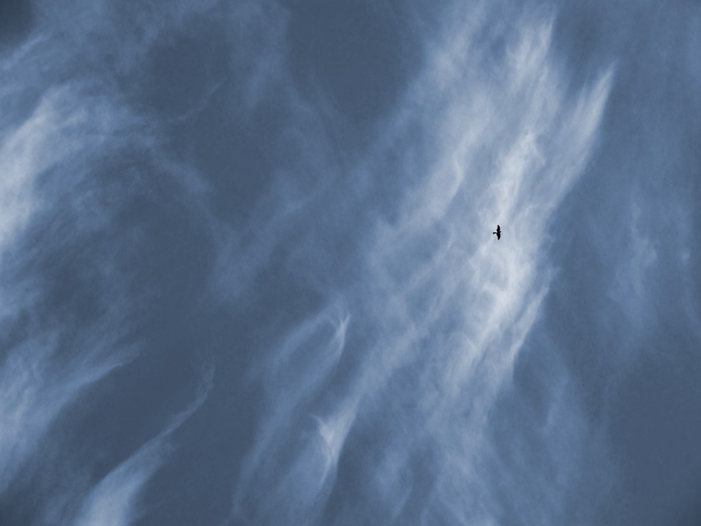 sharp-shinned hawk against cirrus clouds