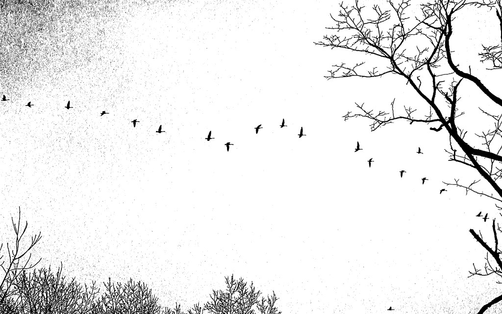 Canada geese flying north