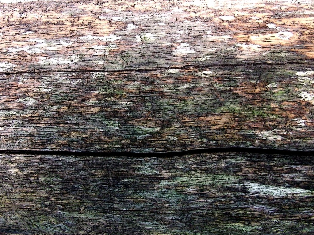 colors of decay in a red oak log
