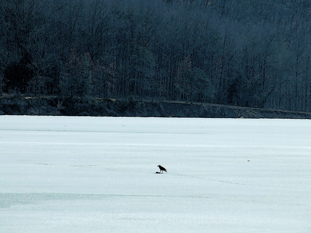 Crow with a piece of carrion in the middle of a frozen lake