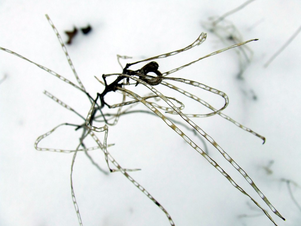 garlic mustard in winter