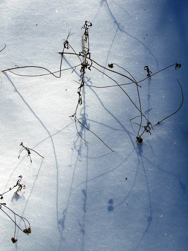 dried goldenrod in the snow