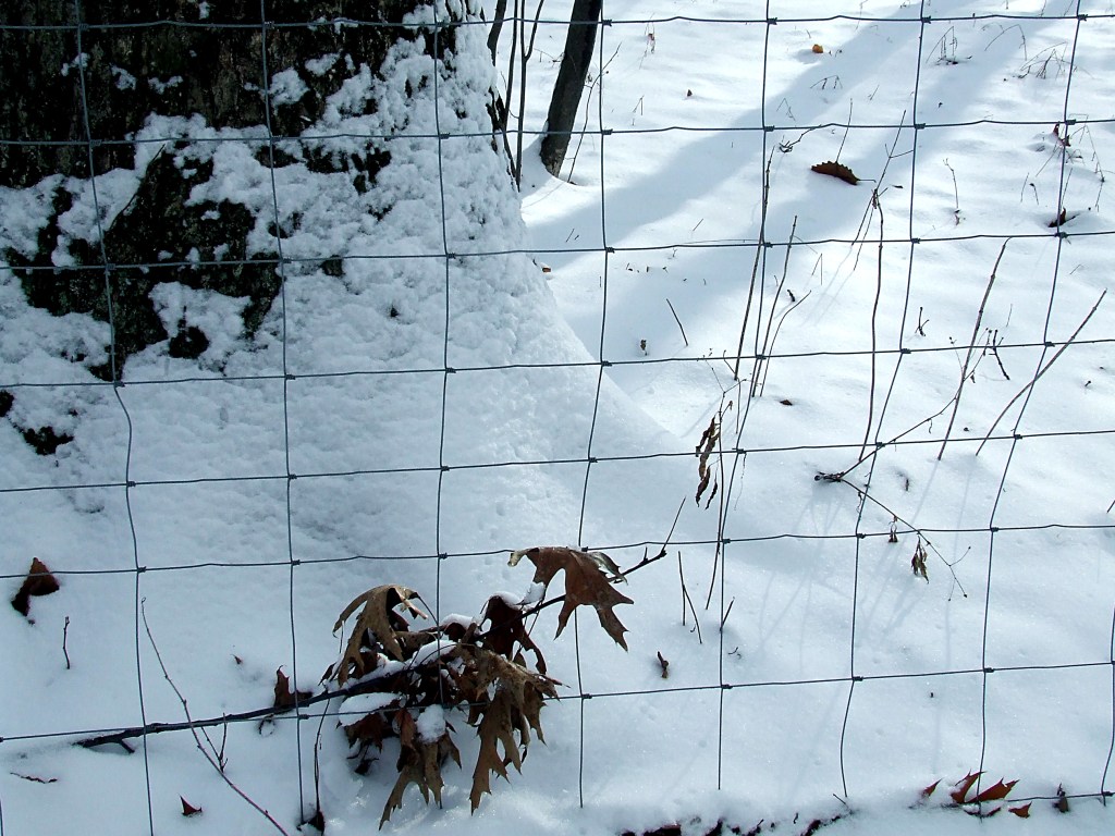 fence around the deer exclosure, next to the white oak