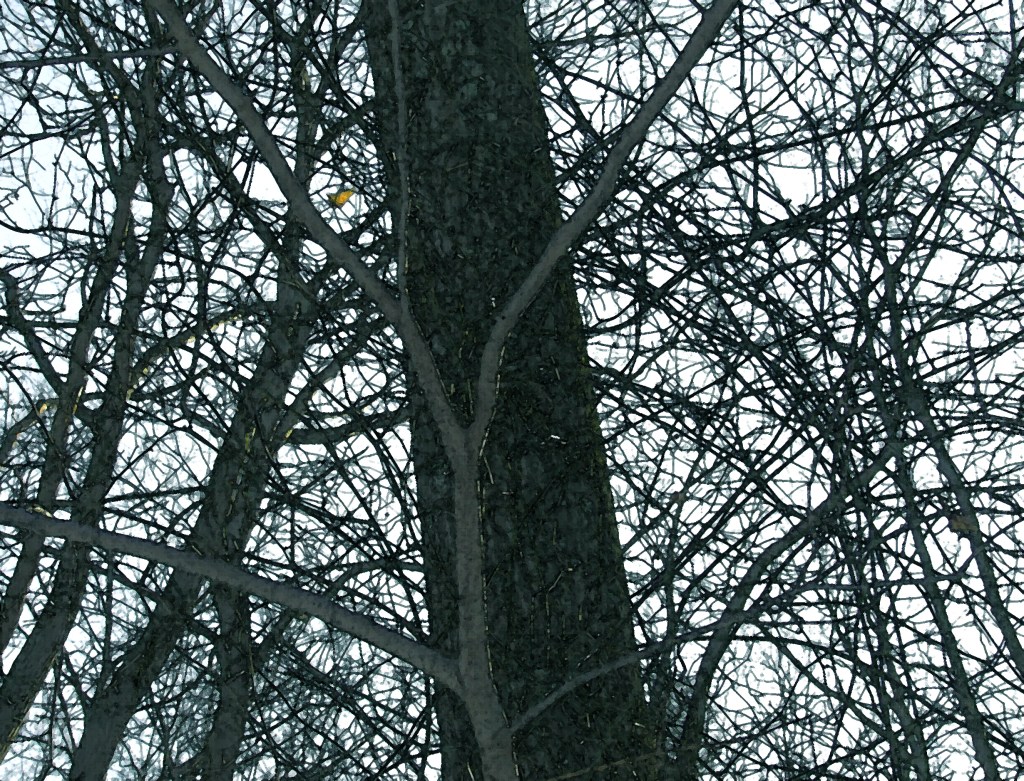 greenbriar canopy on a witch hazel bush