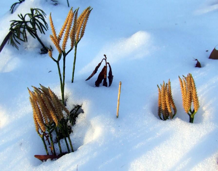 ground pines in the snow