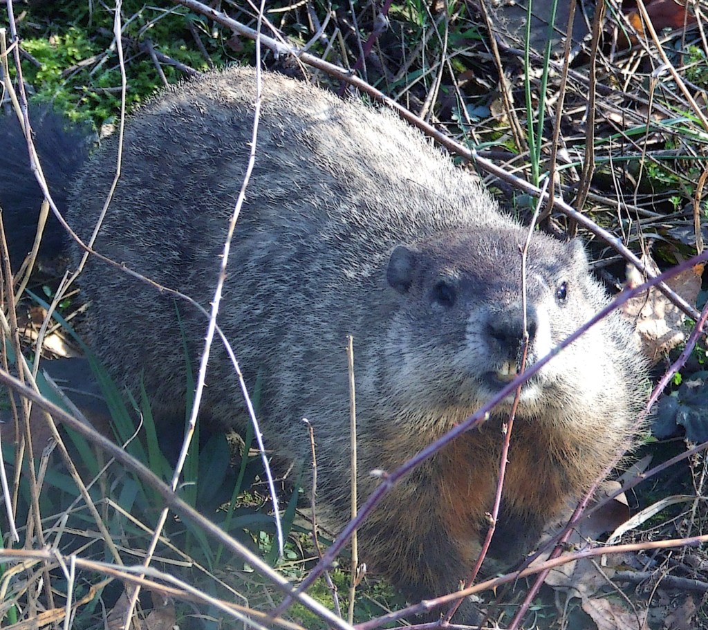 groundhog among black raspberry canes