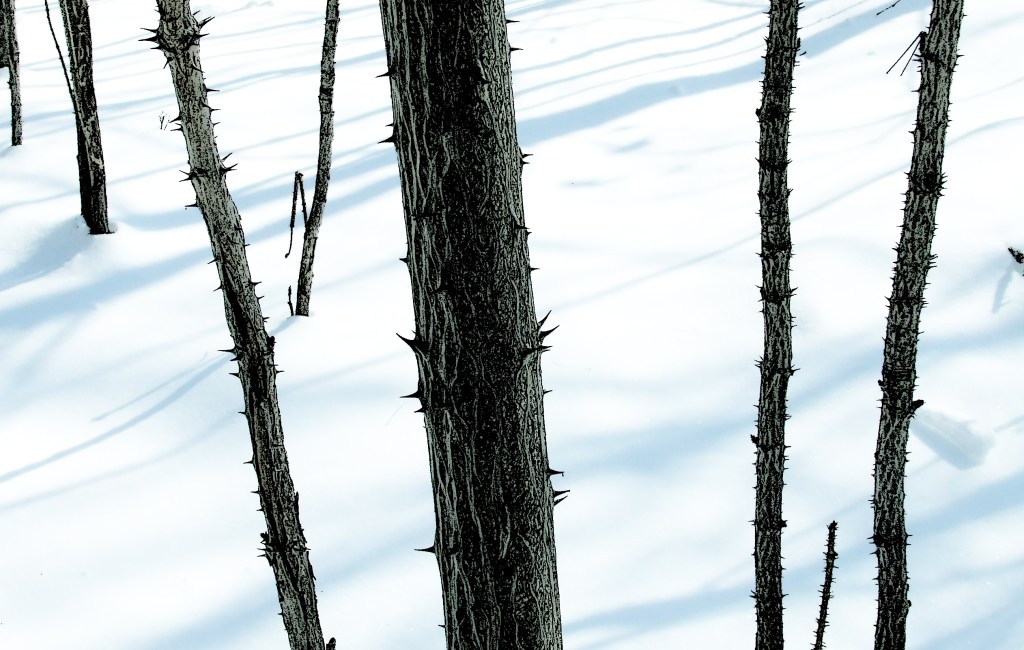 Hercules'-club trunks in the snow