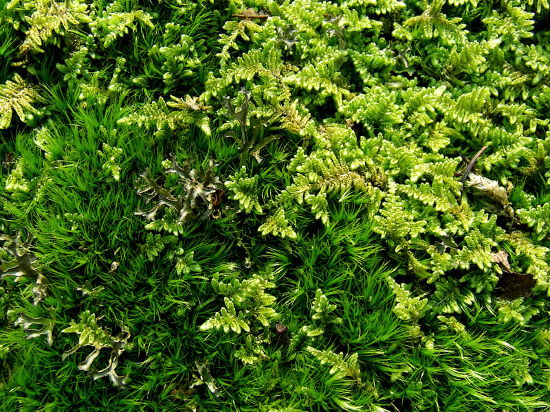 moss