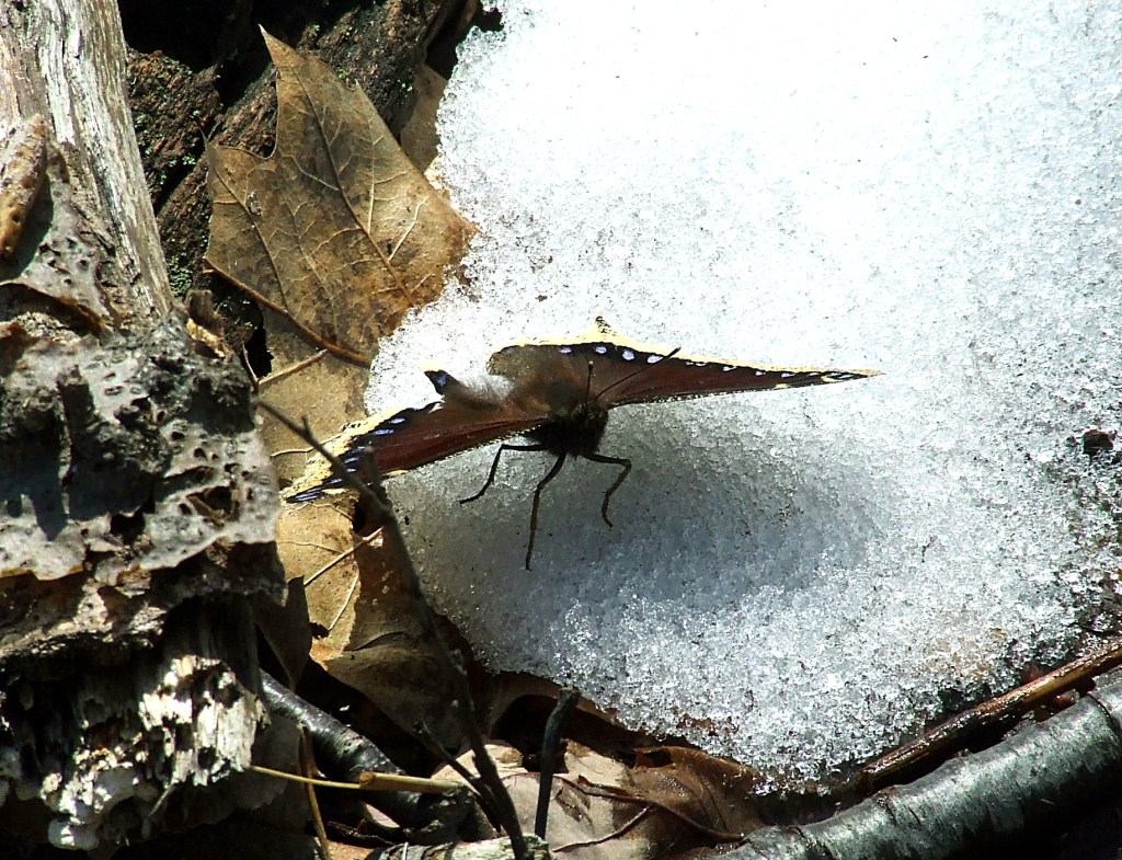 mourning cloak butterfly on snow