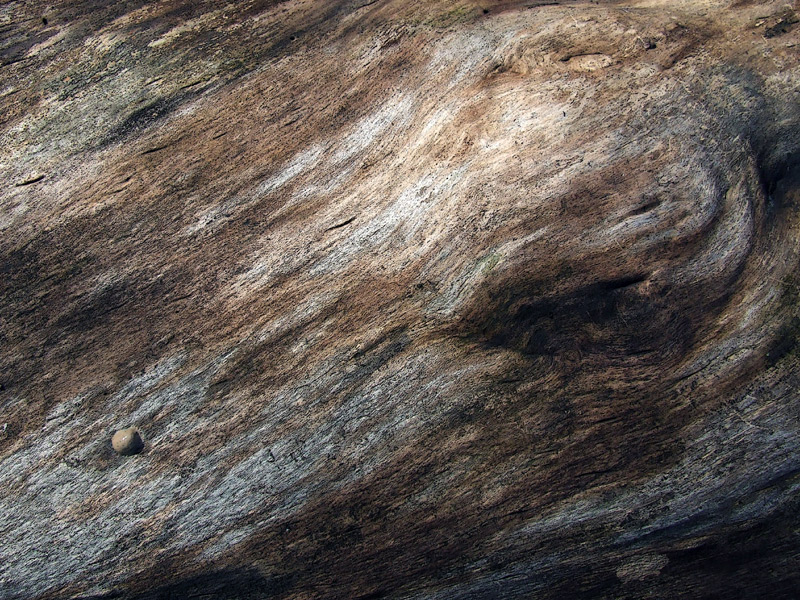 nodule on a black cherry log