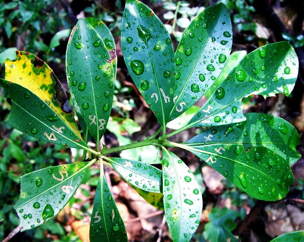 numbered leaves of a mountain laurel