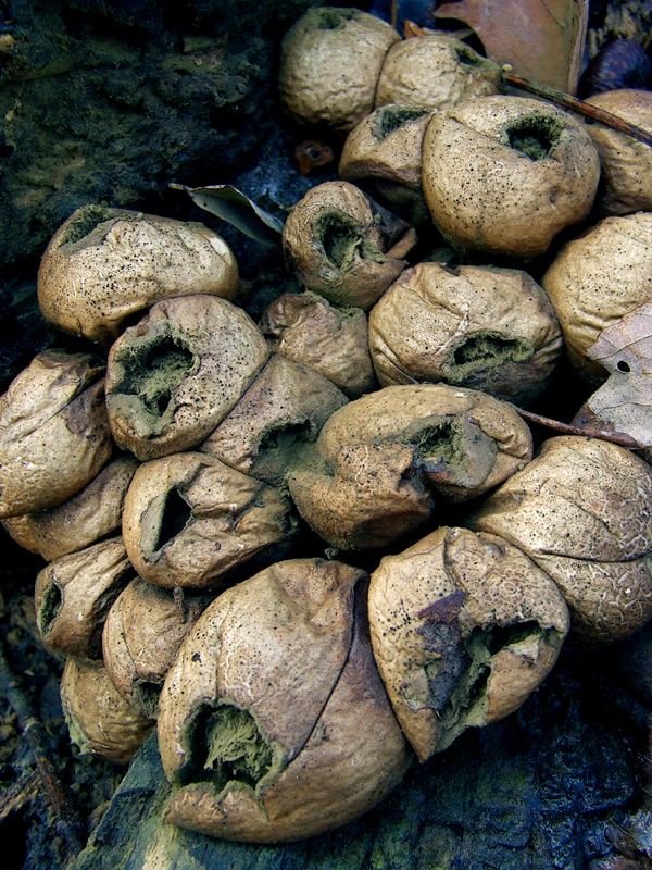 puffballs
