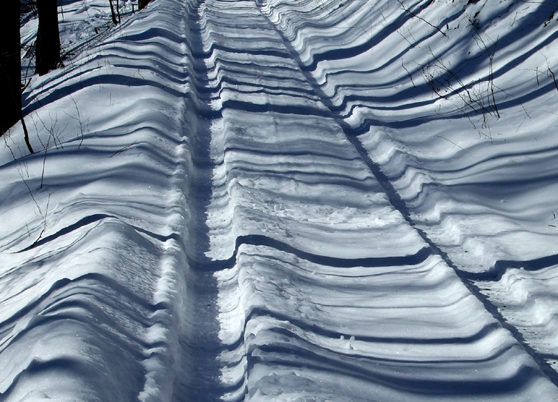 tree shadows on snow