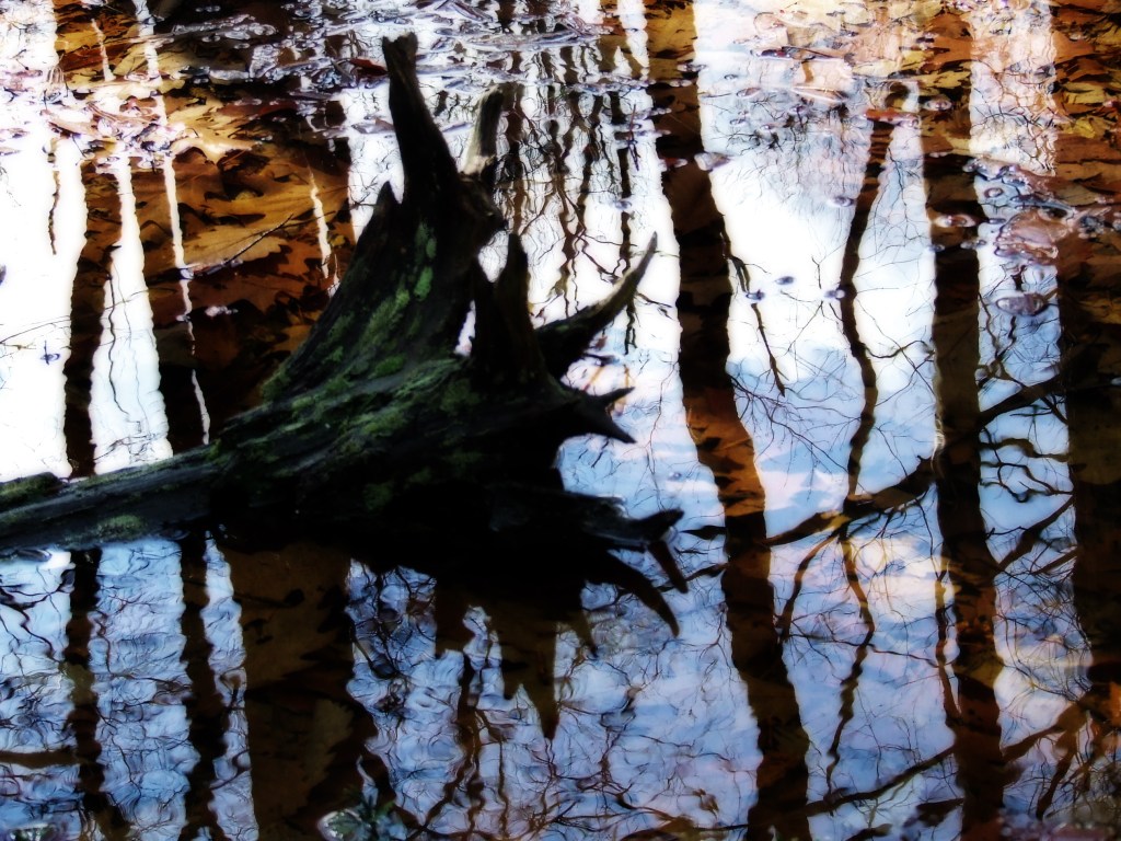 rootball in a vernal pond