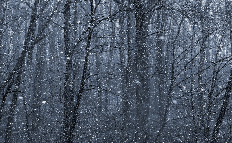 snowy trees 4