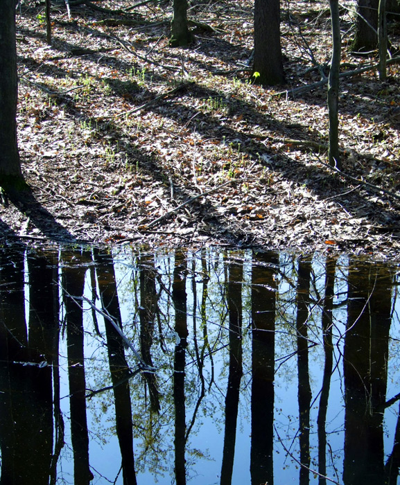 vernal pond in March