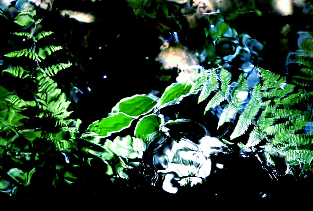 fern reflections in stream
