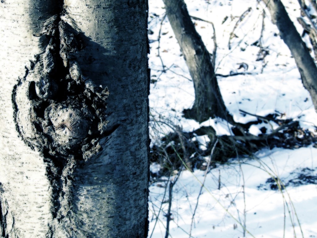 black birch and greenbriar in snow