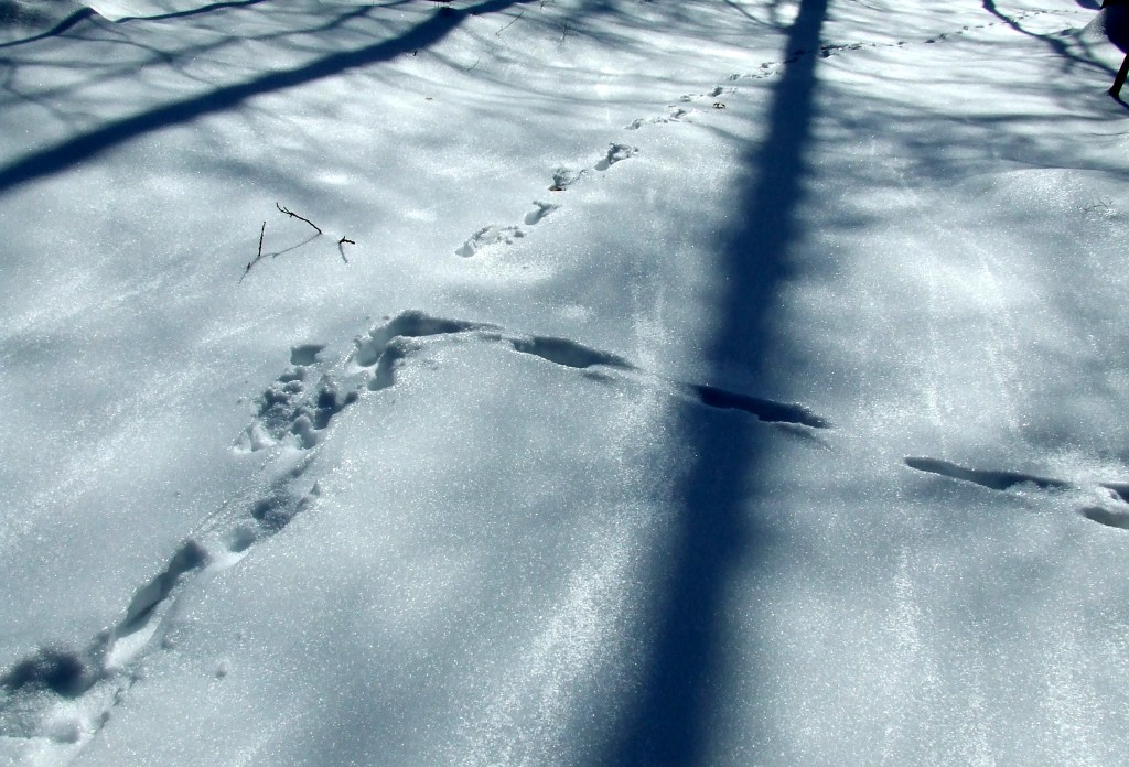 deer tracks in drifted snow