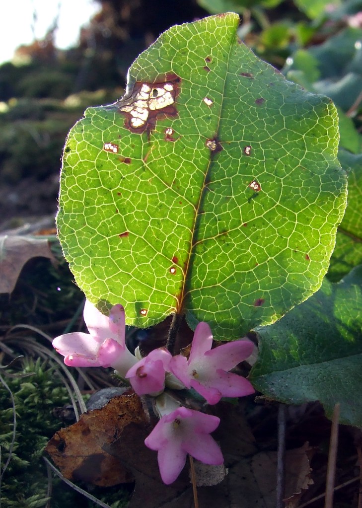trailing arbutus trailing arbutus