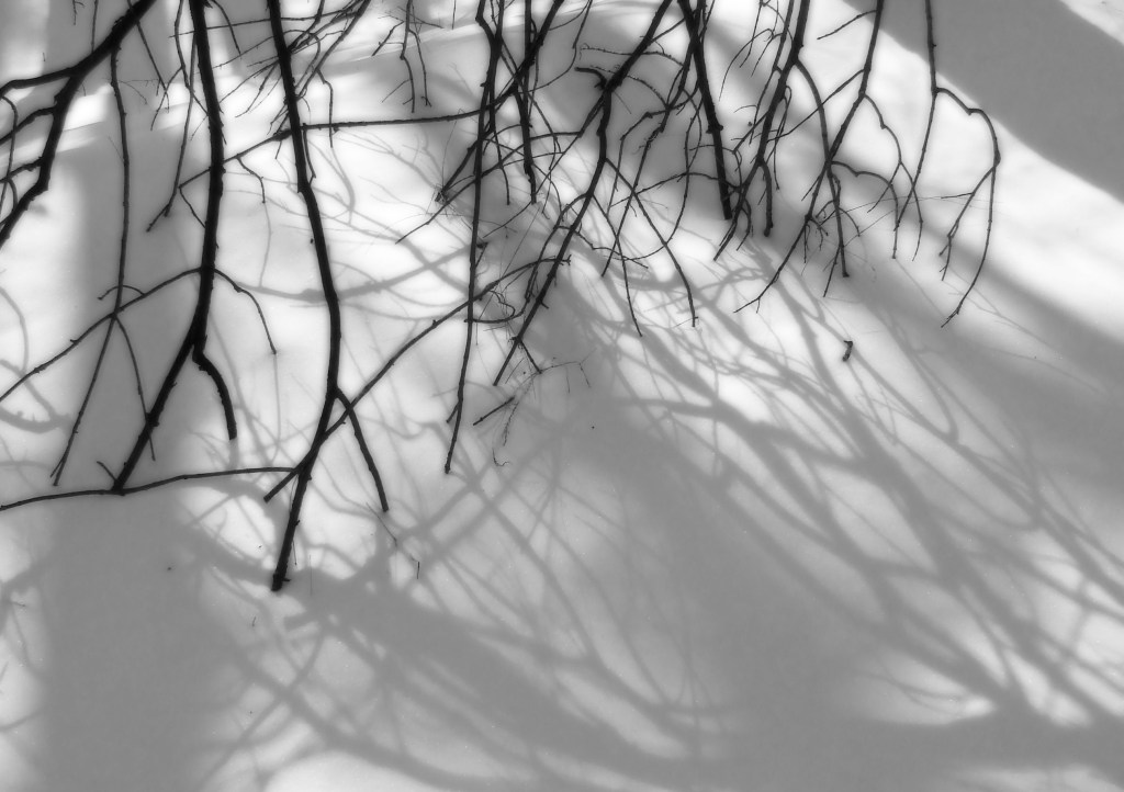 ends of a broken branch trapped in the snow