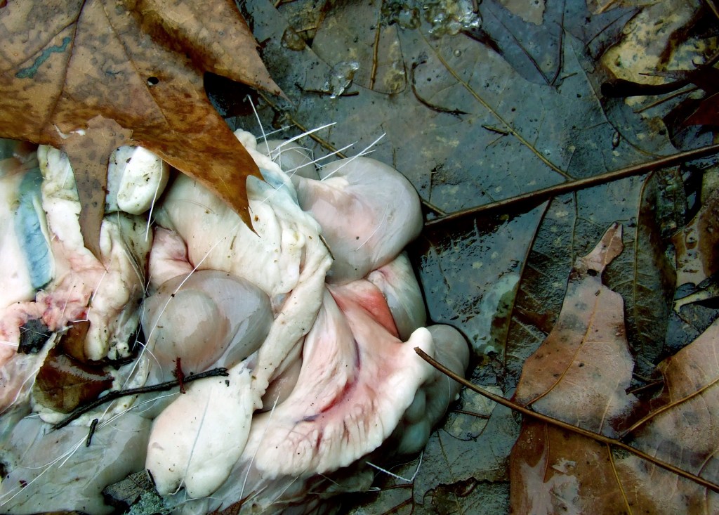 viscera from a white-tailed deer