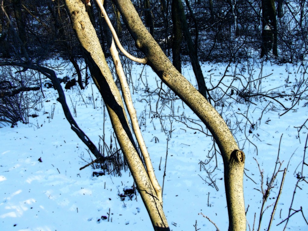 witch hazel trunks let up by the setting sun