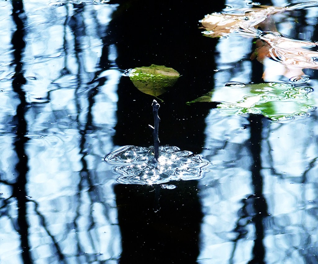 wood frog egg-mass in the vernal pond