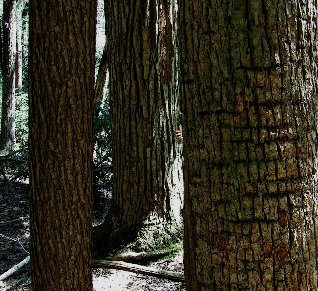 old-growth hemlock forest