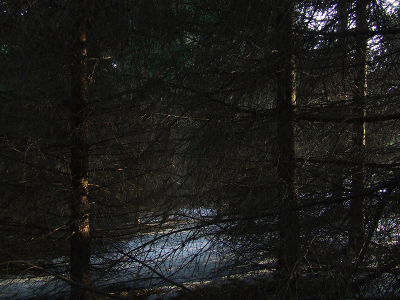 spruce grove in winter