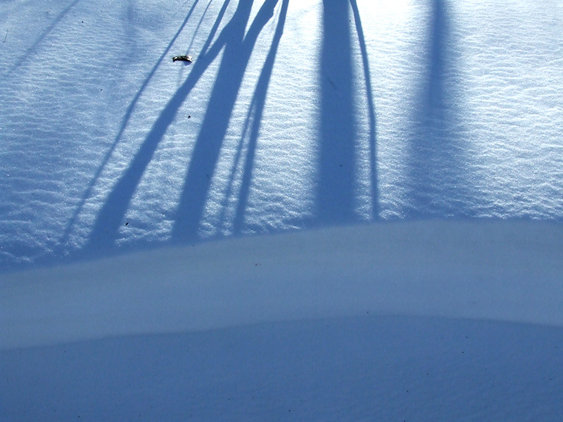 tree shadows on rippled snow