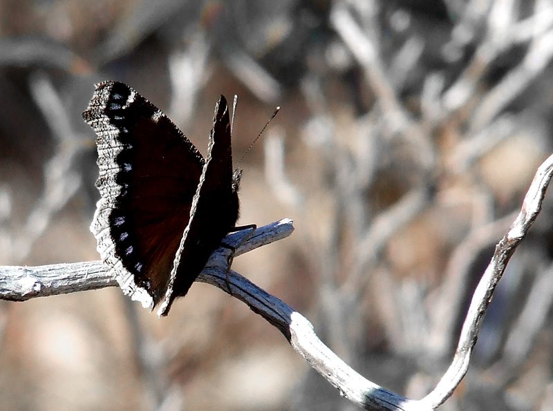 Mourning cloak butterfly