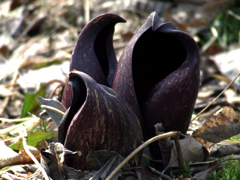 skunk cabbage mafia