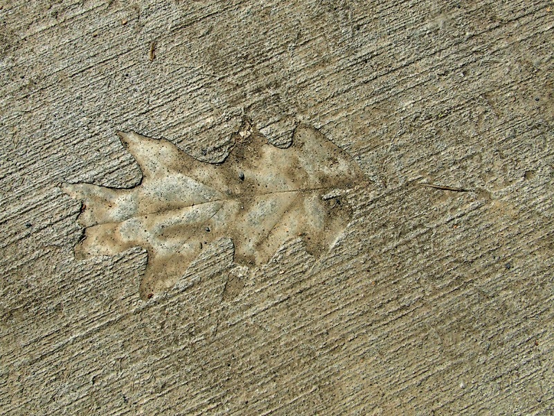 leafprint in concrete