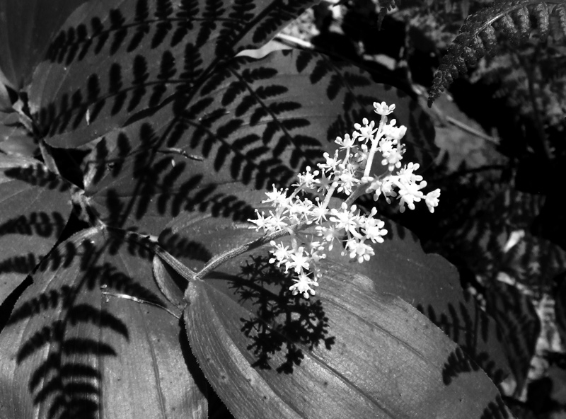 false solomon's seal