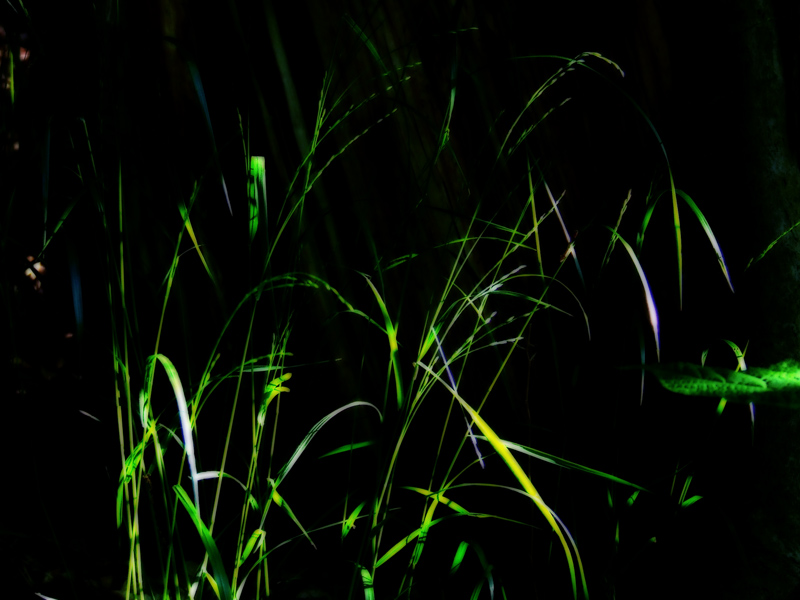woodland grass