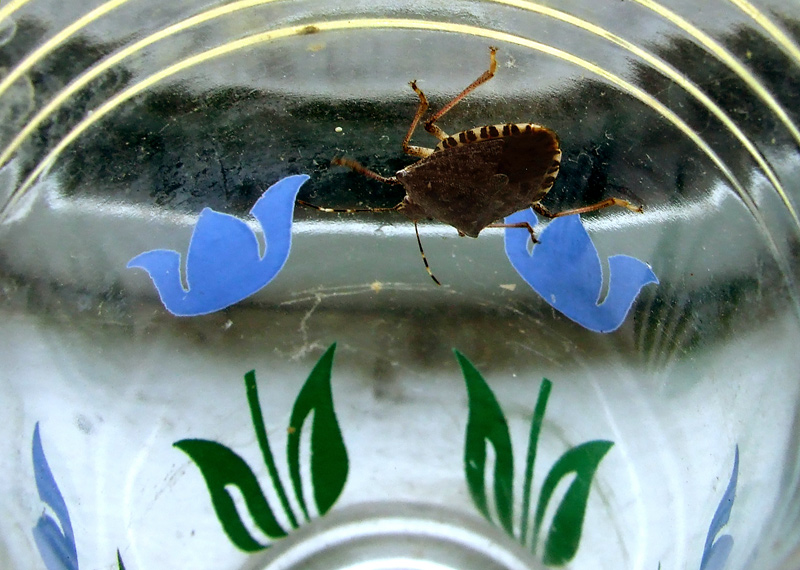 Asian stinkbug