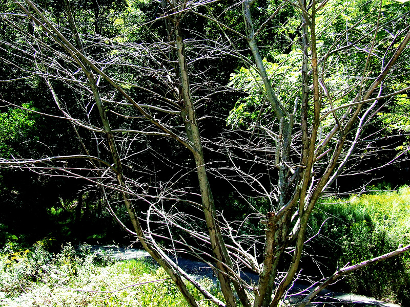dead cherry from porch