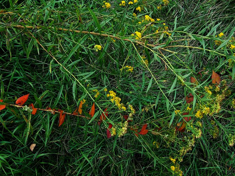 goldenrod and bindweed