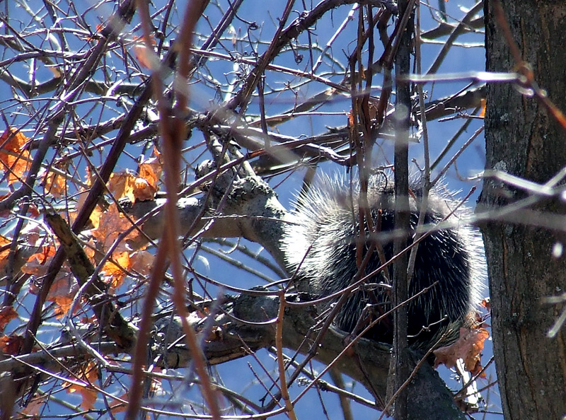 Bell Gap porcupine