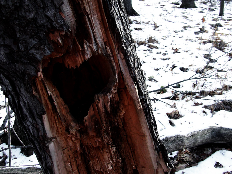 black cherry heartwood