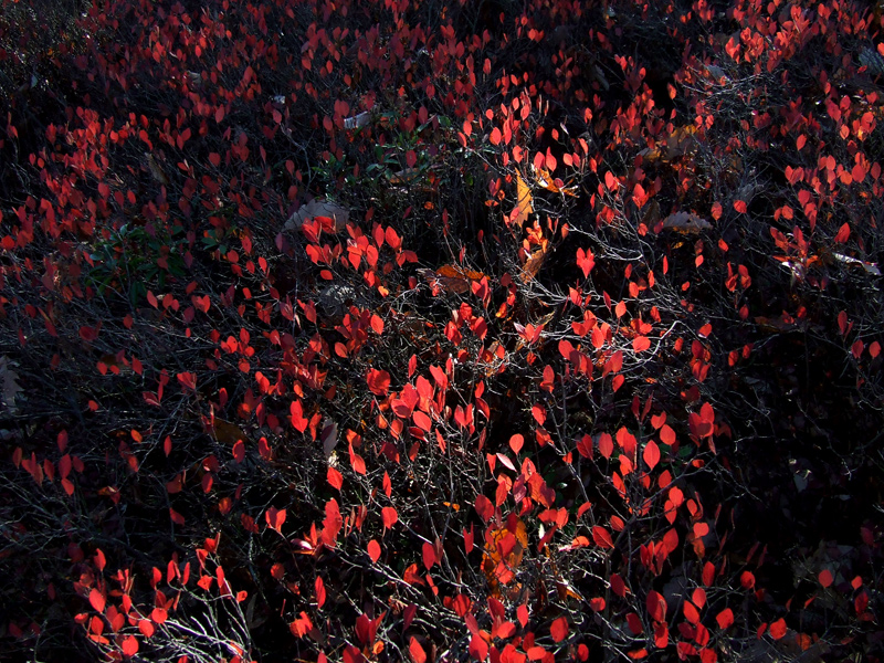 huckleberry foliage
