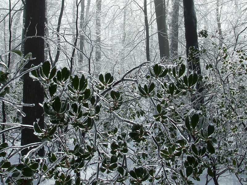 mountain laurel in ice