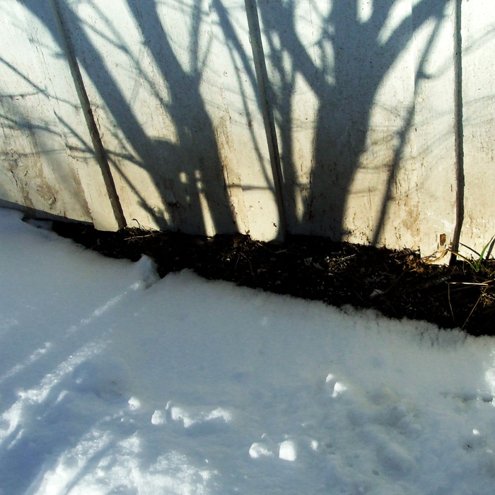spicebush shadows