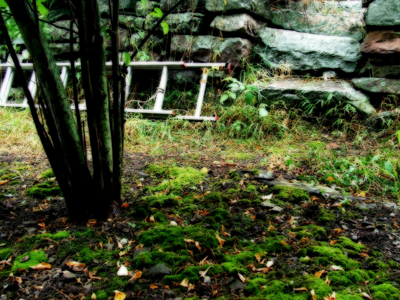 ladder with moss