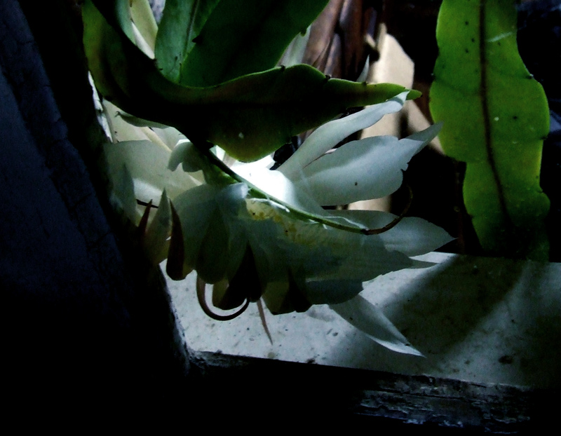 night-blooming cereus