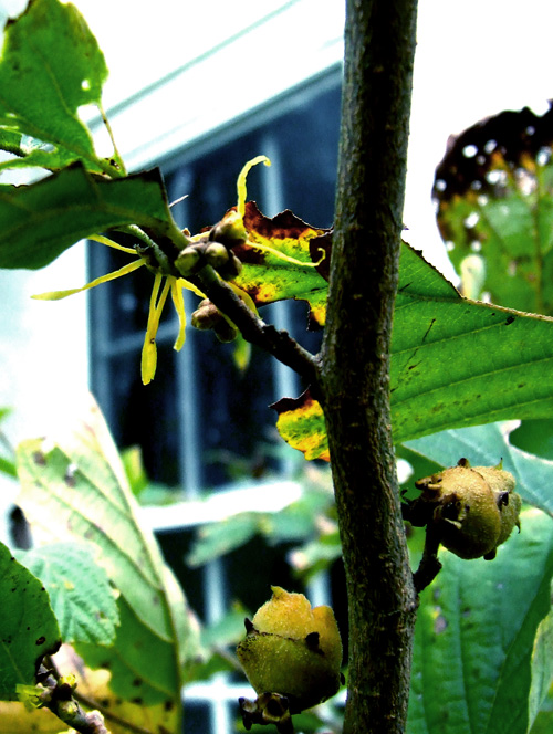 witch hazel blossoms